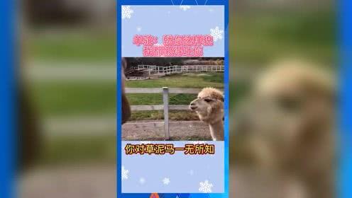 娱乐吃瓜宠物,吃瓜宠物们的欢乐日常